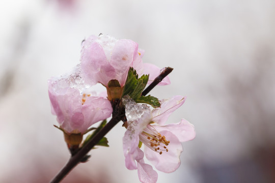 花蕾