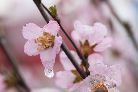 春花