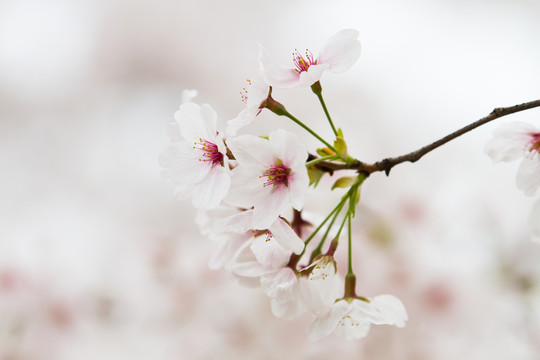 櫻花 花卉 JPG高清