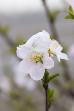 冰雪榆葉梅