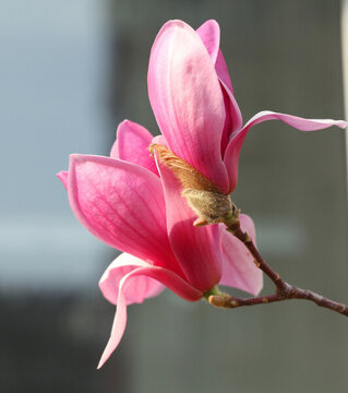 玉蘭花