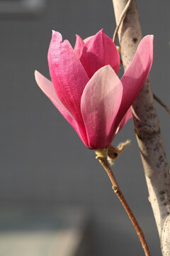 玉蘭花