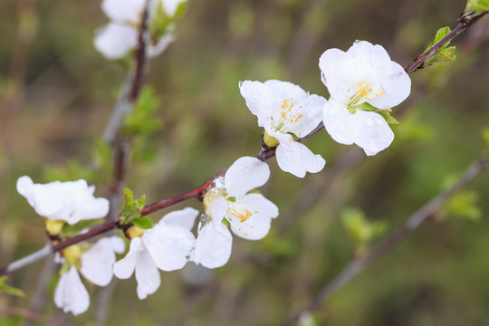 春花爛漫