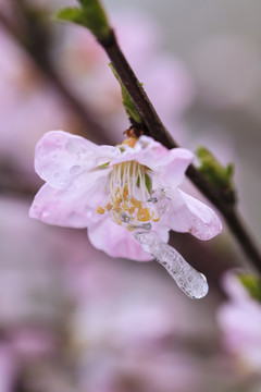 冰雪榆葉梅