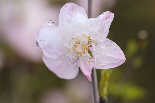冰雪榆葉梅