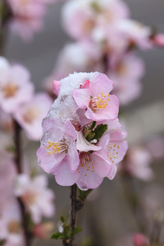 冰雪榆葉梅