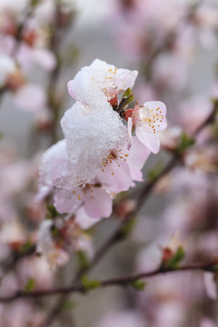 冰雪榆葉梅
