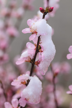 春雪