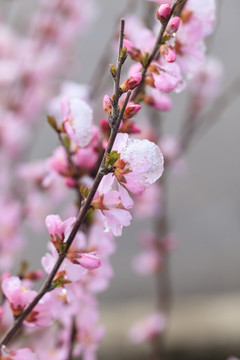 冰雪榆葉梅