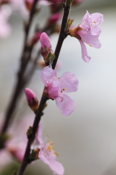 冰雪榆葉梅