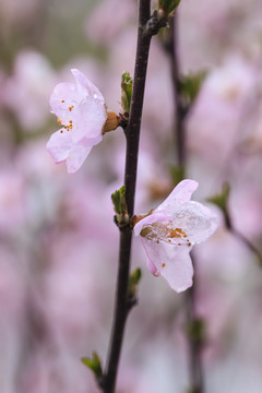 花朵