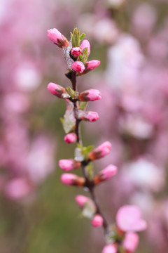 花枝