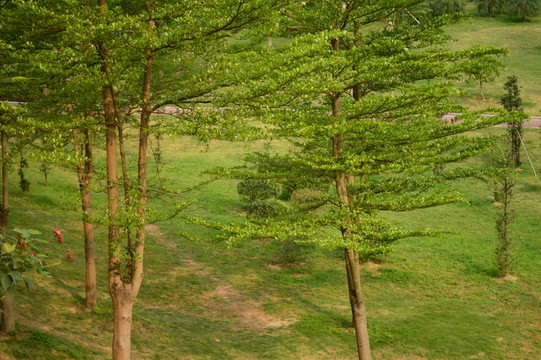公園景觀