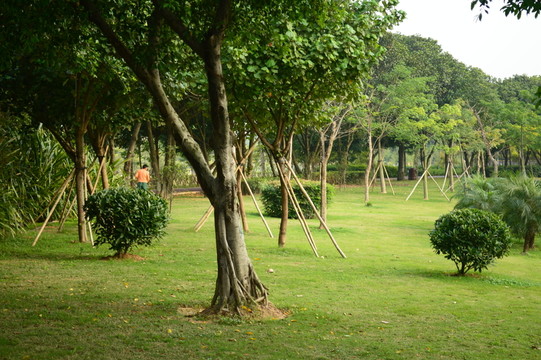 公園景觀