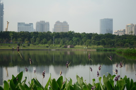 公園樓房