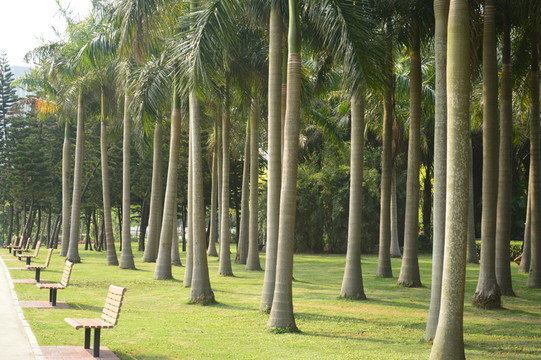 公園森林