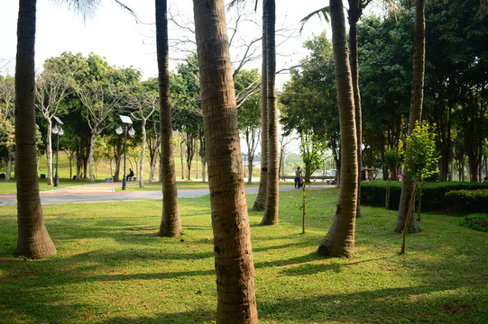 樹林公園