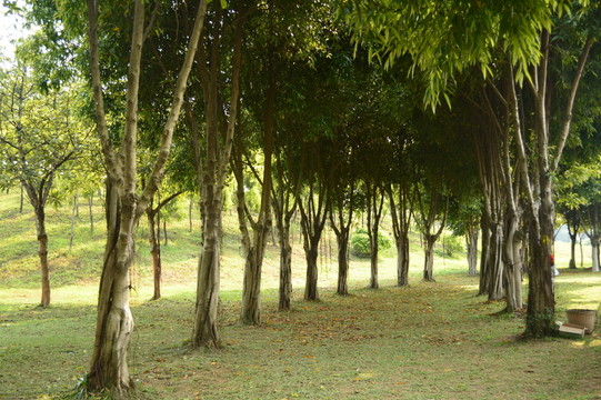 荔枝園