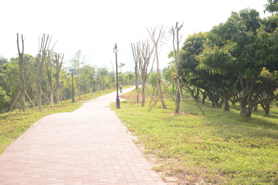 公路邊的荔枝