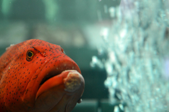 魚(yú)