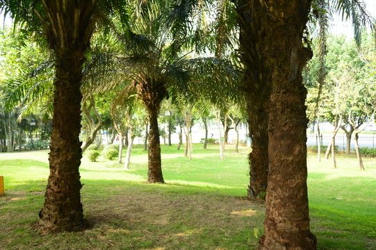 公園樹(shù)林