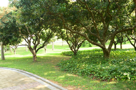 公園荔枝