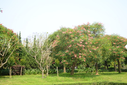 公園花樹