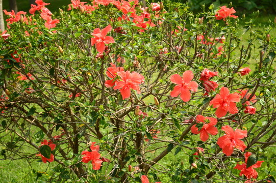花卉
