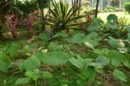 公園花草