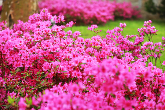 杜鵑花