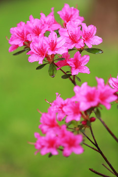 杜鵑花