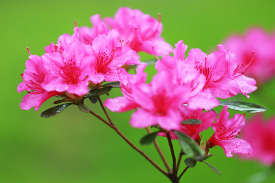 杜鵑花