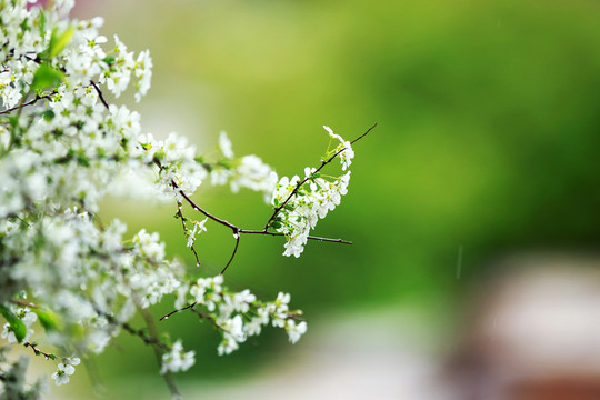 白丁香花