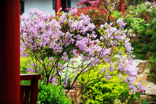 丁香花