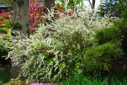 丁香花