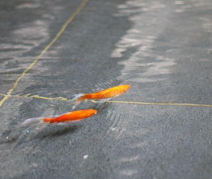 對魚