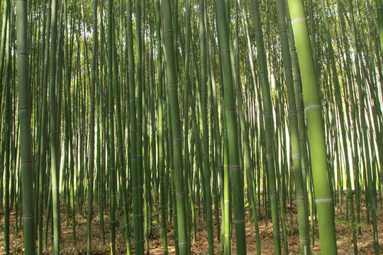 毛竹