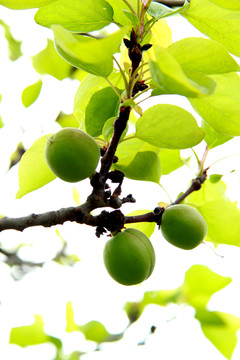 青果