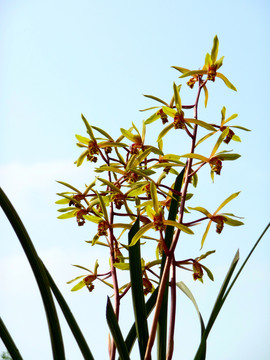 蘭花