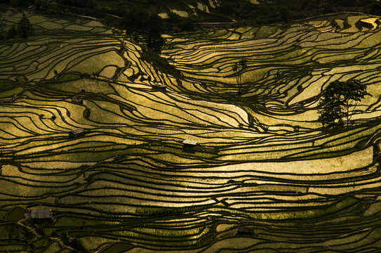 元陽梯田