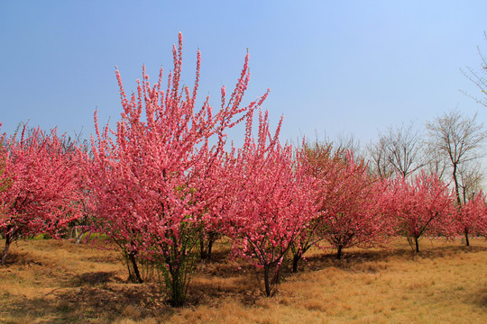 桃梅花