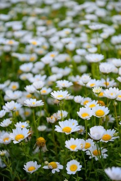 小花