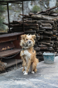 土狗