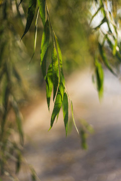 柳樹