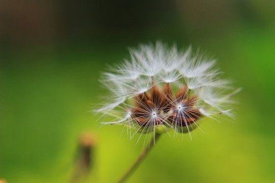 清新的花蕊