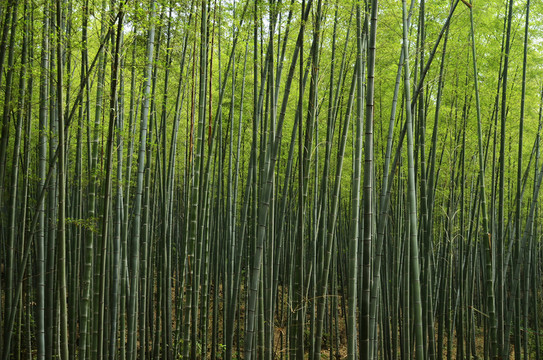 竹林