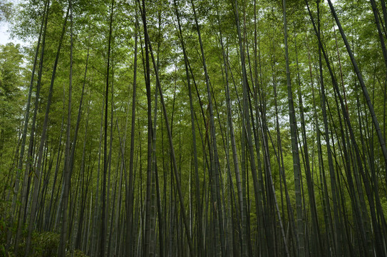 竹林