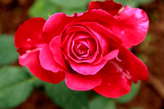 月季花