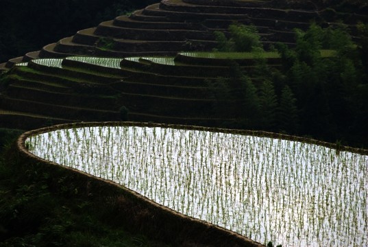 龍勝梯田