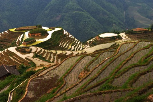 龍勝梯田